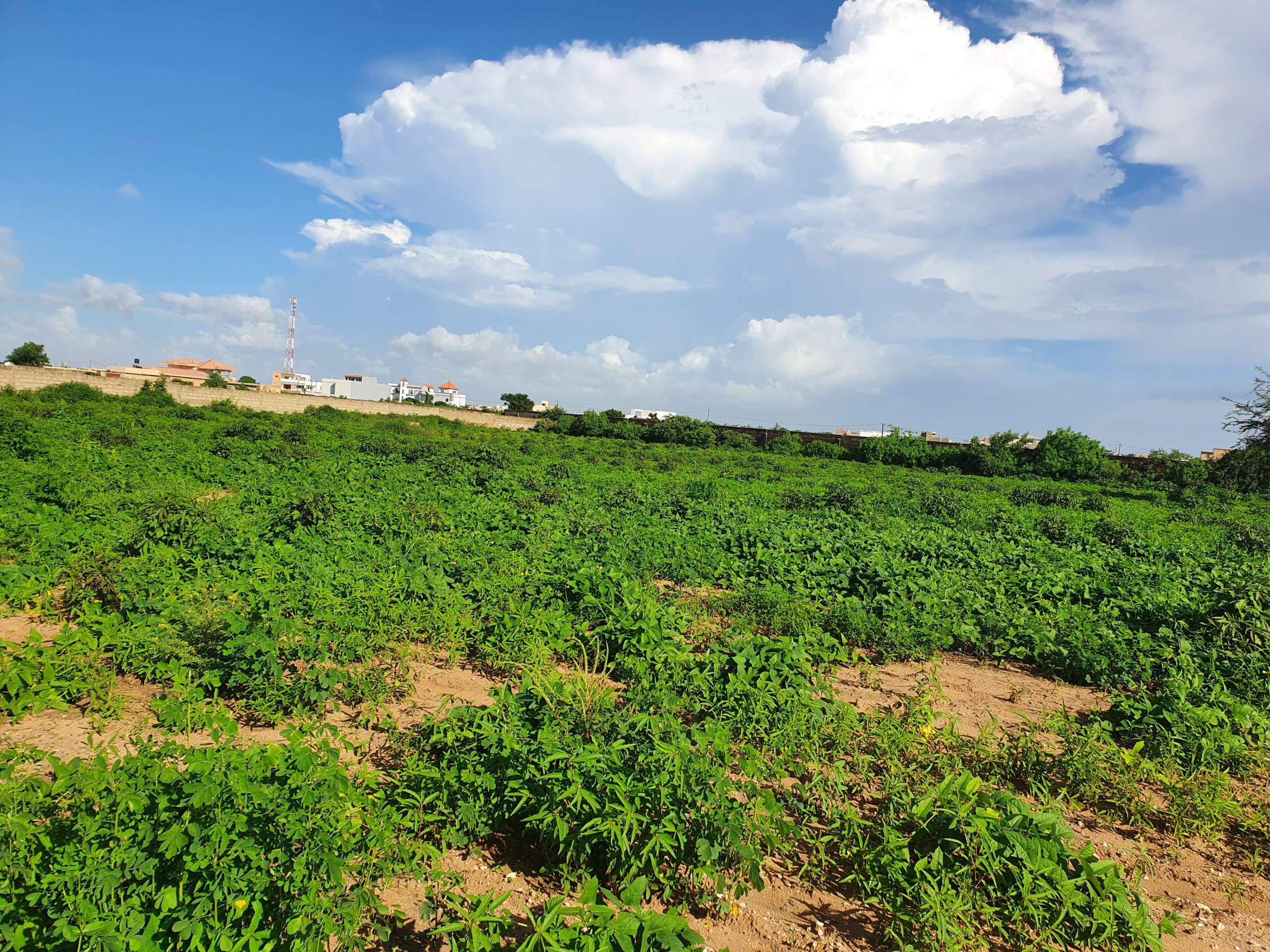 TERRAIN DE 17000 M VENDRE NGU RIGNE KDS Immobilier
